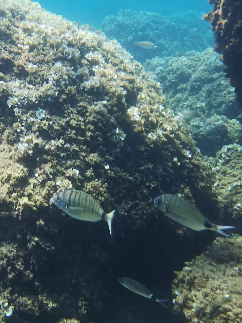 Fish swimming over the rocks of the marine reserve